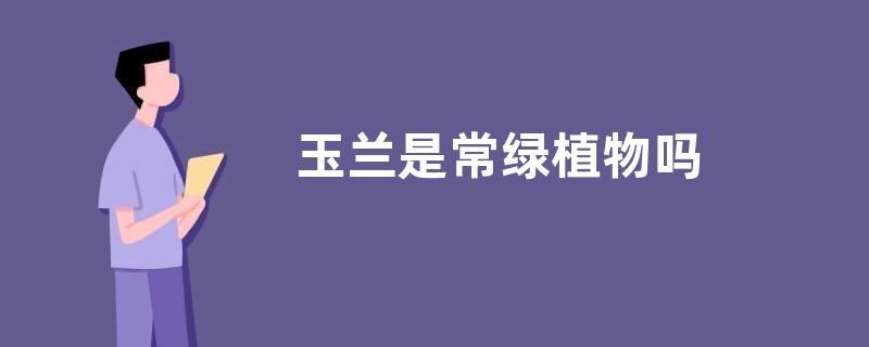 玉兰是常绿植物吗