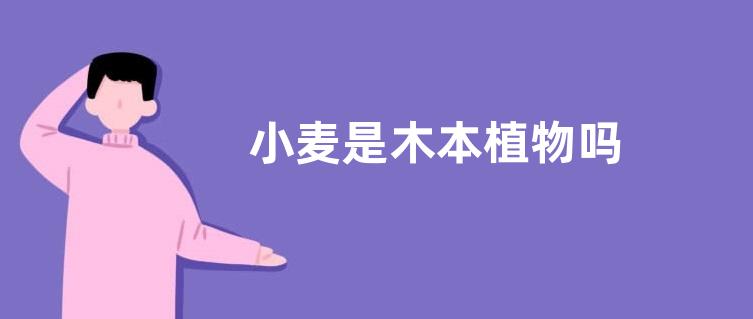 小麦是木本植物吗