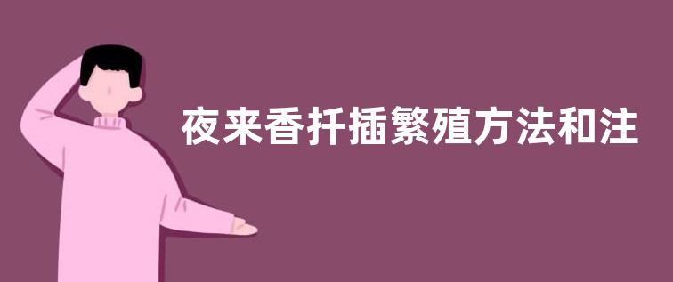 夜来香扦插繁殖方法和注意事项