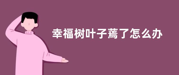 幸福树叶子蔫了怎么办