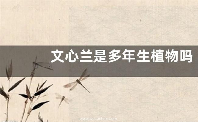 文心兰是多年生植物吗