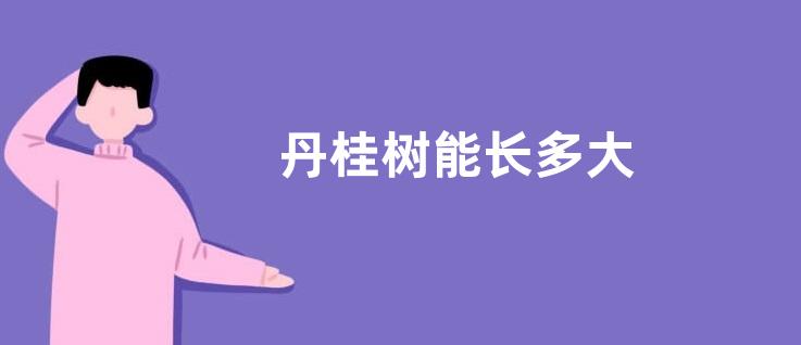 丹桂树能长多大