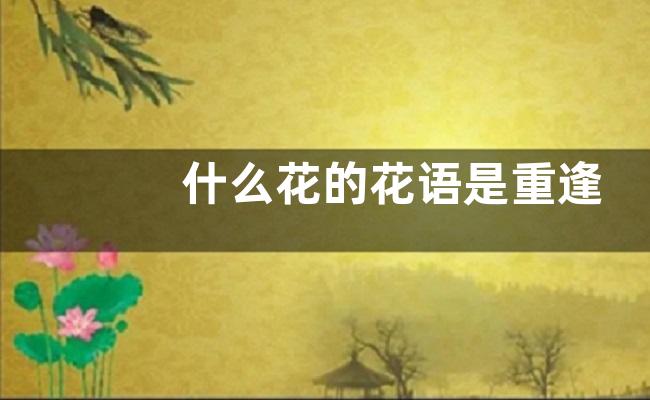 什么花的花语是重逢