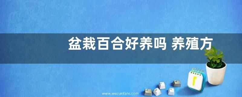 盆栽百合好养吗 养殖方法和养护要点