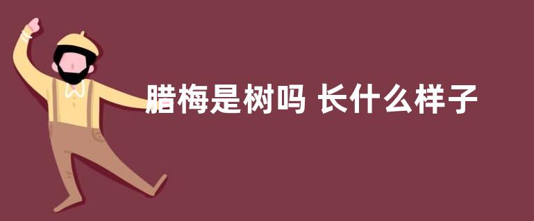 腊梅是树吗 长什么样子（图片）