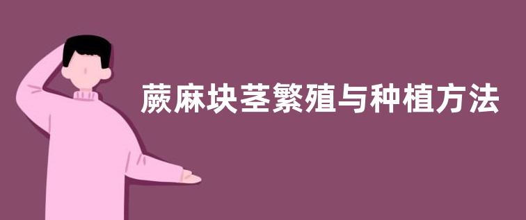 蕨麻块茎繁殖与种植方法