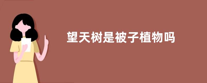 望天树是被子植物吗