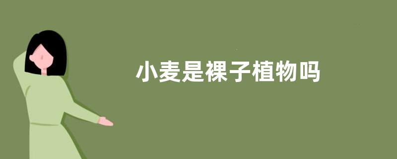 小麦是裸子植物吗