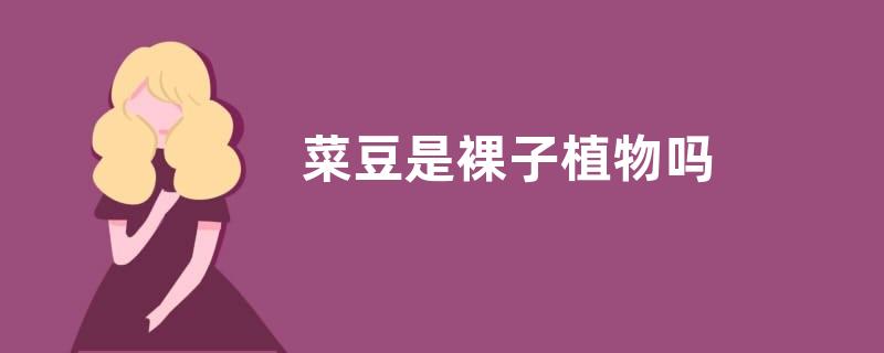 菜豆是裸子植物吗