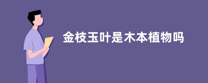 金枝玉叶是木本植物吗