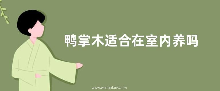 鸭掌木适合在室内养吗