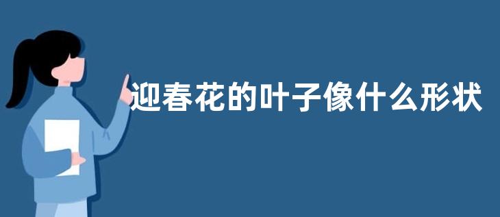 迎春花的叶子像什么形状