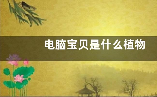 电脑宝贝是什么植物