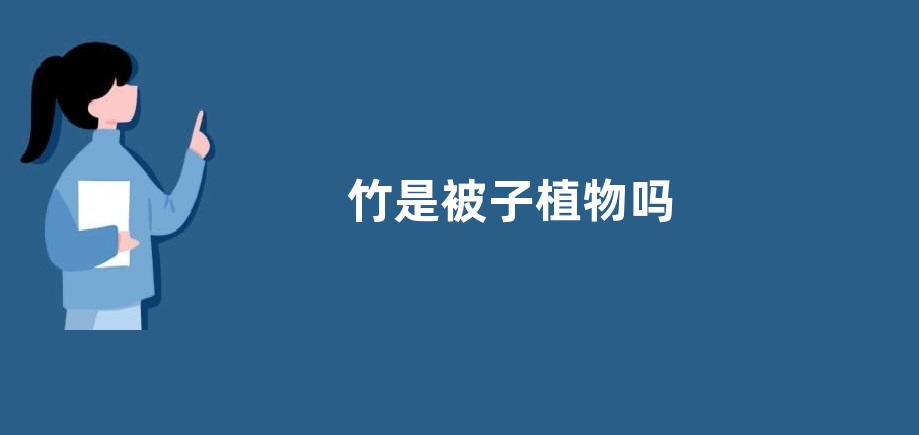 竹是被子植物吗