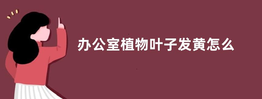 办公室植物叶子发黄怎么办，注意不要浇水过量