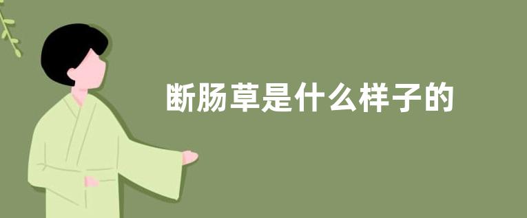 断肠草是什么样子的