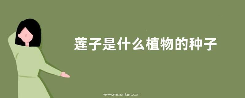 莲子是什么植物的种子