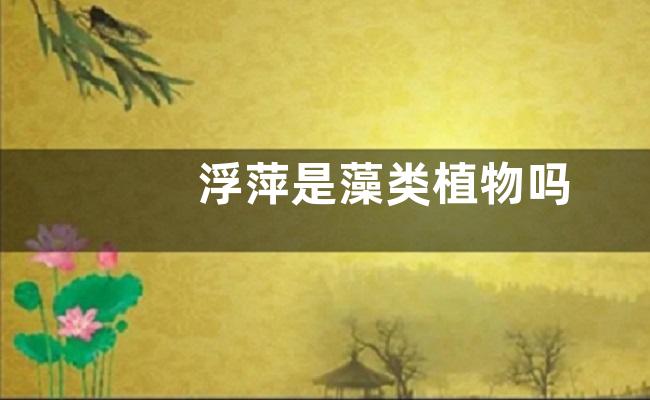 浮萍是藻类植物吗