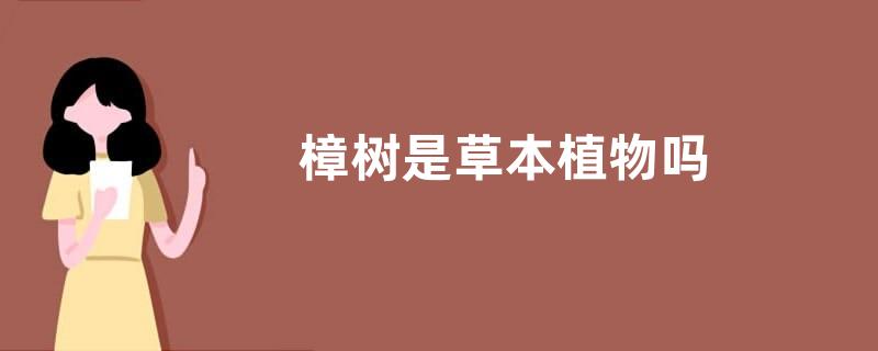 樟树是草本植物吗