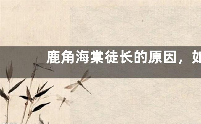 鹿角海棠徒长的原因，如何解决