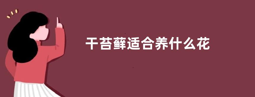 干苔藓适合养什么花