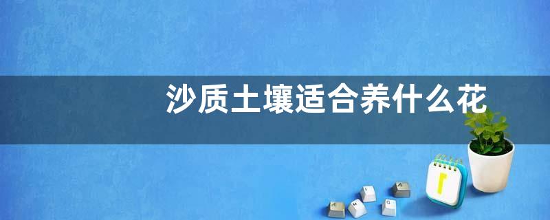 沙质土壤适合养什么花