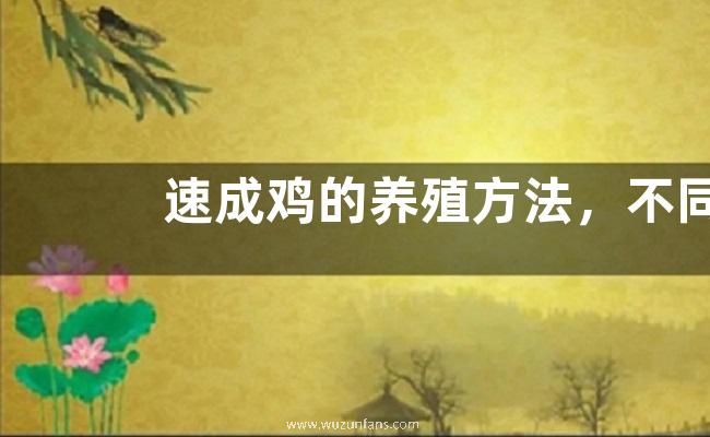 速成鸡的养殖方法，不同阶段饲喂的饲料不同