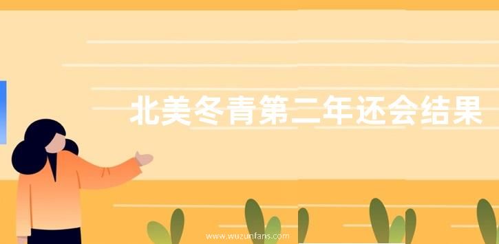 北美冬青第二年还会结果吗（北美冬青几年结果分雌雄吗）