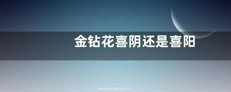 金钻花喜阴还是喜阳