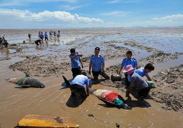 3头搁浅死亡瓜头鲸已被冷冻保存(3头搁浅死亡瓜头)