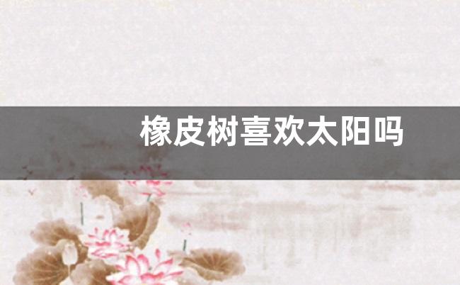 橡皮树喜欢太阳吗