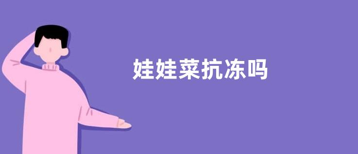 娃娃菜抗冻吗