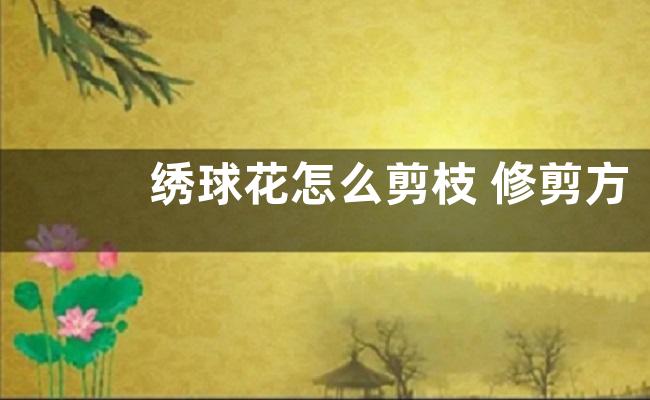 绣球花怎么剪枝 修剪方法和注意事项