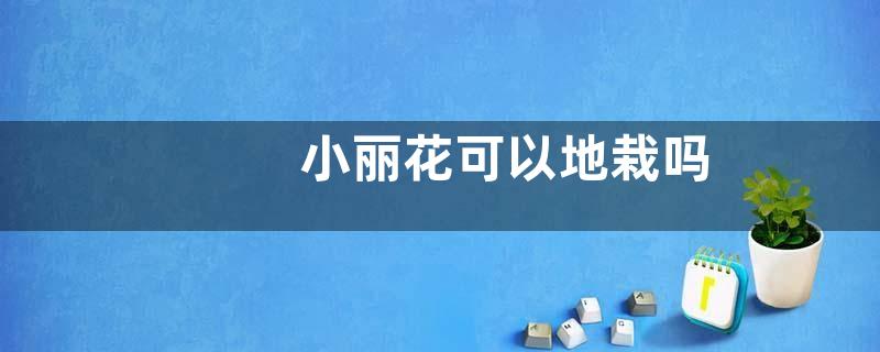 小丽花可以地栽吗