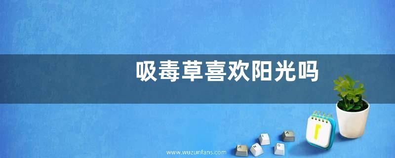 吸毒草喜欢阳光吗