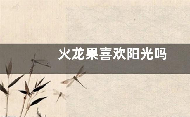 火龙果喜欢阳光吗
