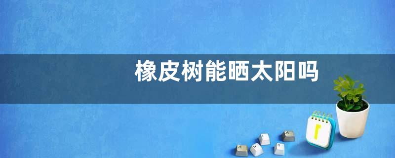 橡皮树能晒太阳吗