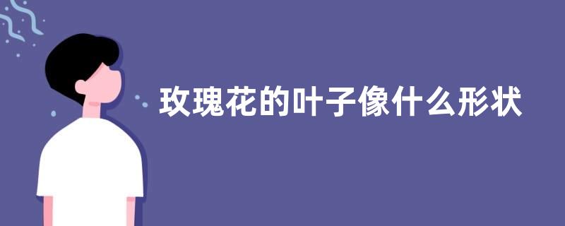 玫瑰花的叶子像什么形状