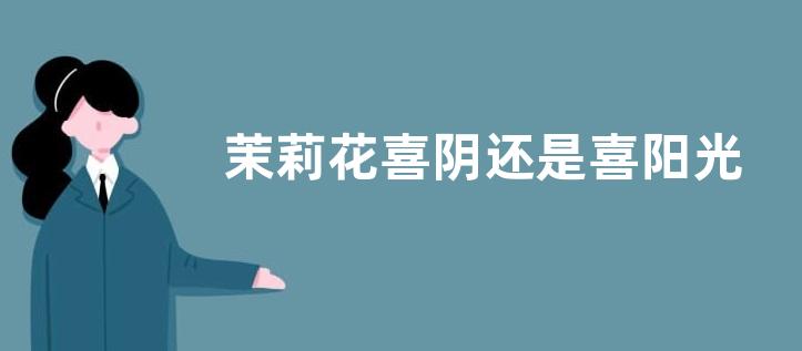 茉莉花喜阴还是喜阳光