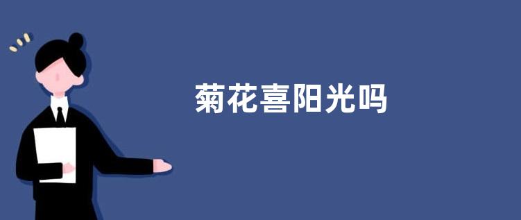 菊花喜阳光吗