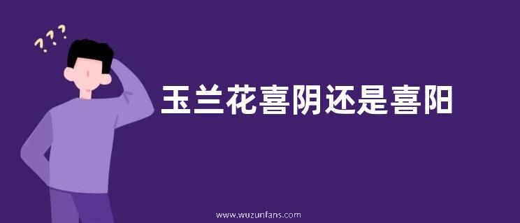 玉兰花喜阴还是喜阳
