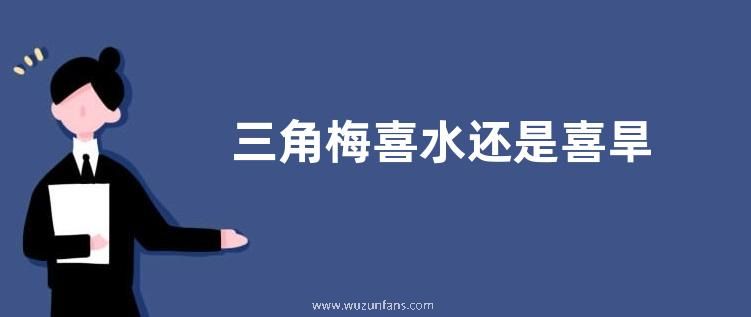 三角梅喜水还是喜旱