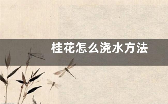 桂花怎么浇水方法