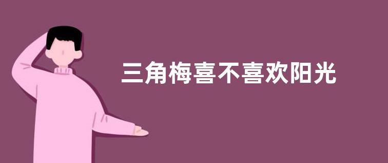 三角梅喜不喜欢阳光