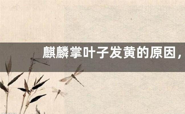 麒麟掌叶子发黄的原因，该如何处理