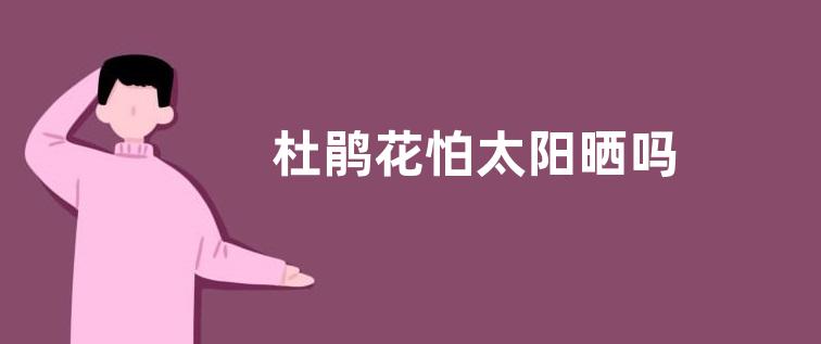杜鹃花怕太阳晒吗