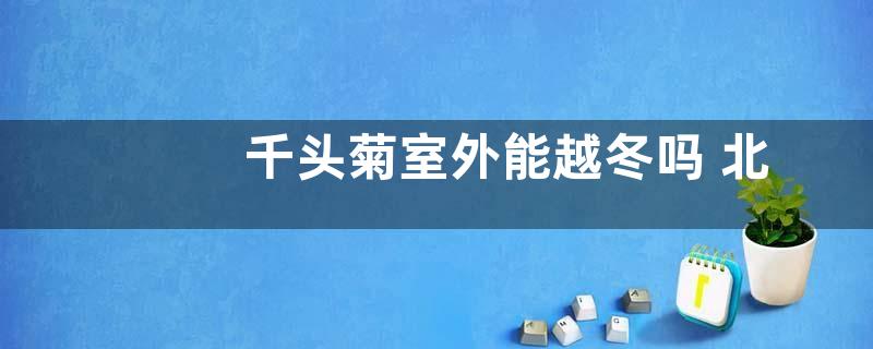 千头菊室外能越冬吗 北方千头菊冬天能放室外越冬吗