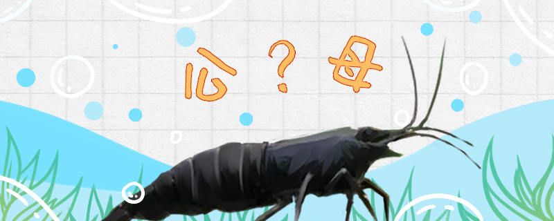 黑壳虾怎么分公母
