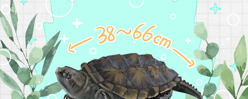 佛鳄龟能长多大