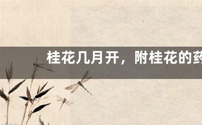 桂花几月开，附桂花的药用功效